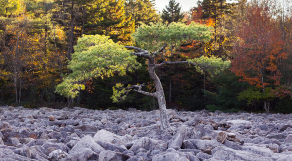 Tree in the middle of the Hickory Run Boulder Field in the Poconos