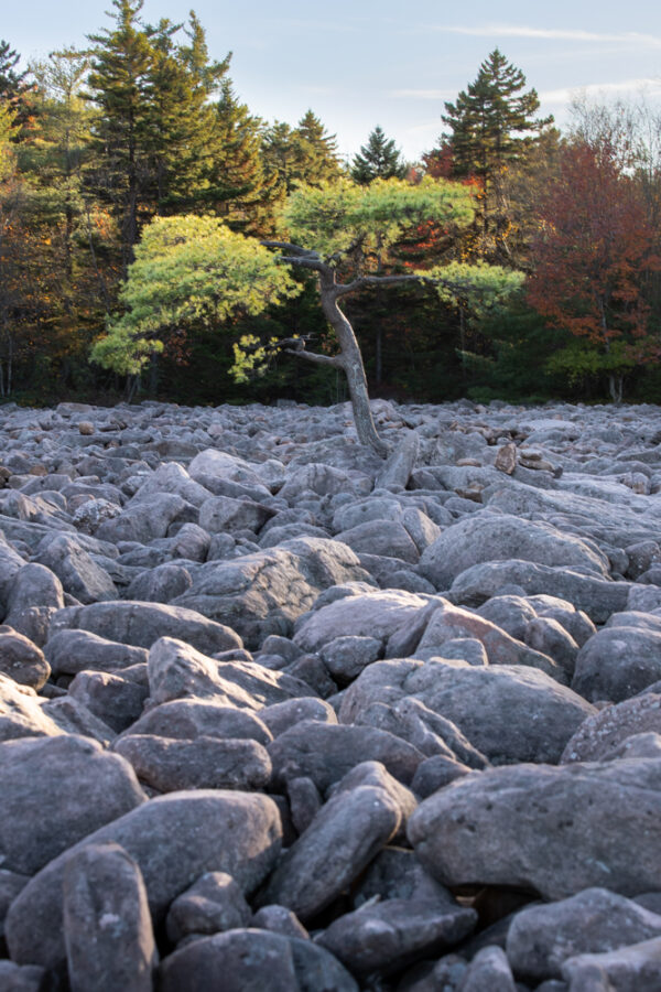 Exploring the Boulder Field in Hickory Run State Park: Everything You Need to Know - Uncovering PA