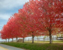 50+ Insanely Beautiful Places to View Fall Foliage in PA