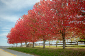 Red trees along Kentuck Knob in Fayette County during Fall Foliage in PA