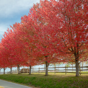 Red trees along Kentuck Knob in Fayette County during Fall Foliage in PA
