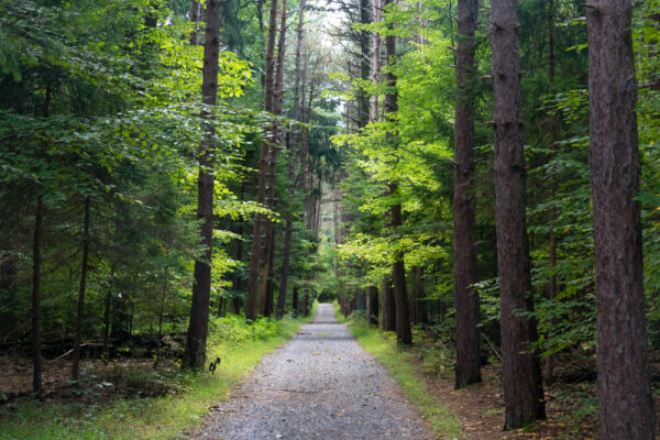 Middle Road in Nolde Forest in Reading PA