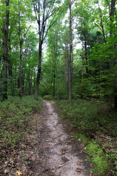 The Laurel Path in Nolde Forest in Berks County PA