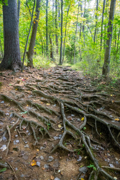 Roots along the Beech Trail in Nolde Forest in Reading PA