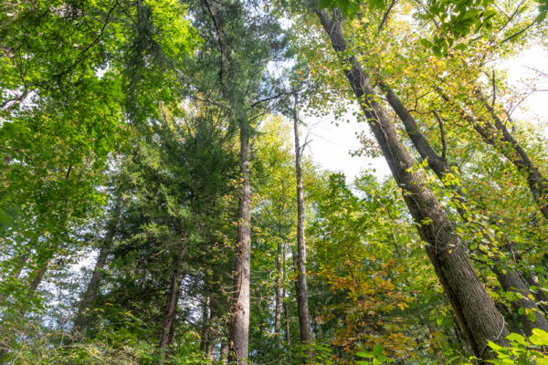 Looking up at trees in Nolde Forest Environmental Education Center in Reading Pennsylvania