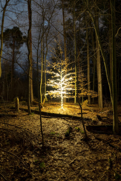 A single lit tree at Winter Wonderland at Asbury Woods in Erie PA