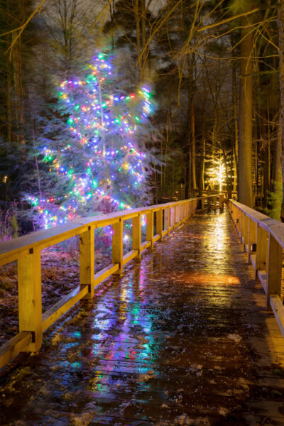 Lit tree along the boardwalk at Asbury Woods during Winter Wonderland