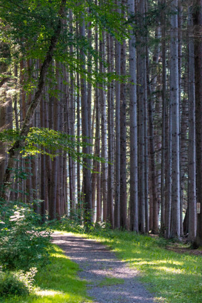 Trees along the Marilla Bridges Trail in Bradford PA