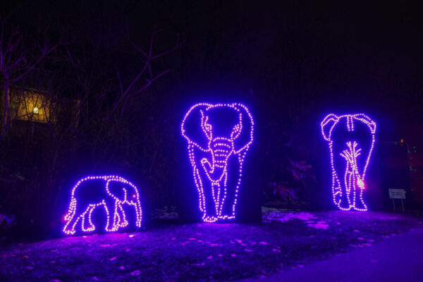 Zoo Lights in Pittsburgh PA