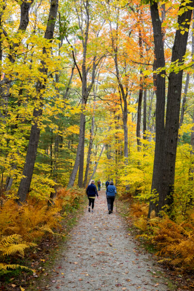 Trail to Spruce Flats Bog in Forbes State Forest in the Laurel Highlands