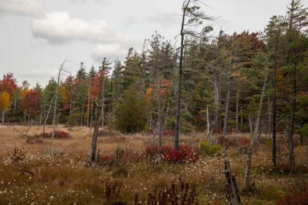 Looking out at trees in Spruce Flats Bog in Westmoreland County PA