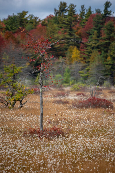 Tree in Spruce Flats Bog in Forbes State Forest in PA