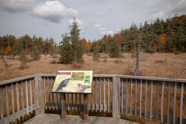 Information Sign at Spruce Flats Bog in Pennsylvania's Laurel Highlands