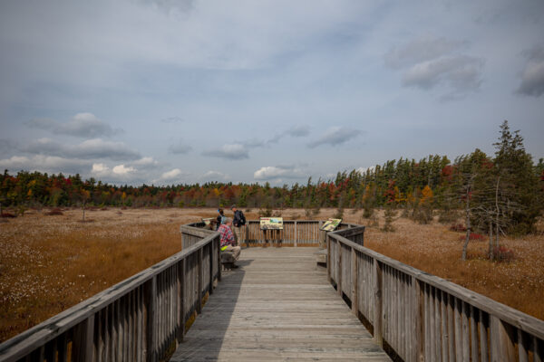 Looking out over Spruce Flats Bog in Westmoreland County PA