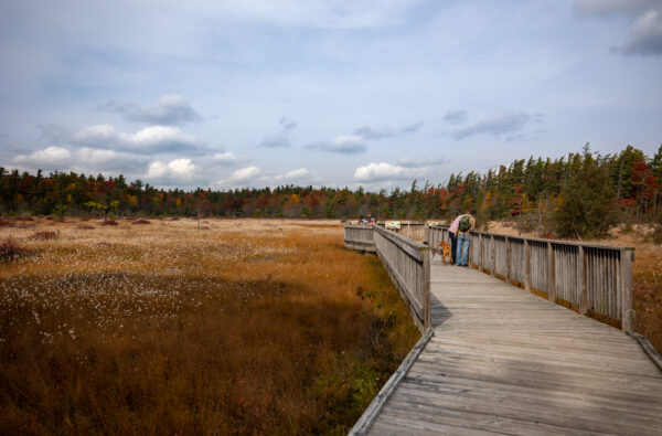 Spruce Flats Bog in the Laurel Highlands of Pennsylvania