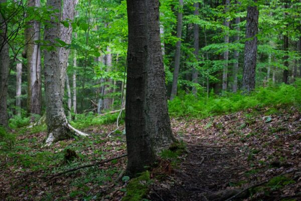 Gerard Trail in Oil Creek State Park