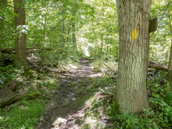 Trail to Plum Dungeon Falls in Oil Creek State Park in PA