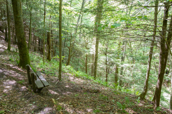 Bench on the Gerard Trail in Oil Creek State Park