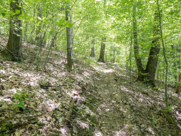 Gerard Trail near Plum Dungeon Falls in Oil Creek State Park