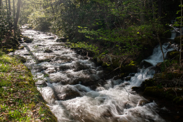 Upper Pine Bottom Run in Lycoming County Pennsylvania