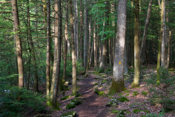 Tree-lined trail in Reeds Gap State Park