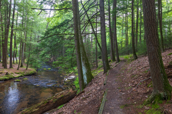 Trail in Reeds Gap State Park