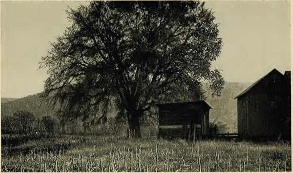 Tiadaghton Elm in Clinton County PA