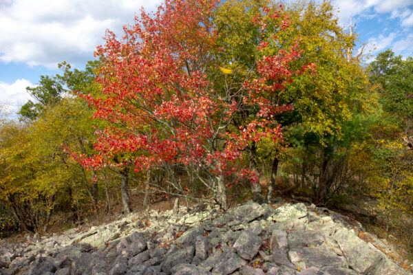 Fall tree along the Standing Stone Trail in Rothrock State Forest