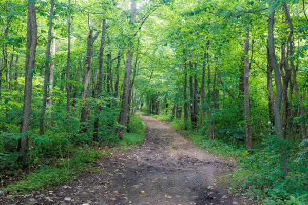 The Appalachian Trail passing through State Game Lands 217 in the Lehigh Valley of Pennsylvania