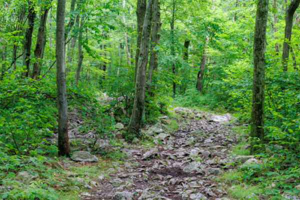 Rock trail through the forest on the way to Bake Oven Knob in Pennsylvania