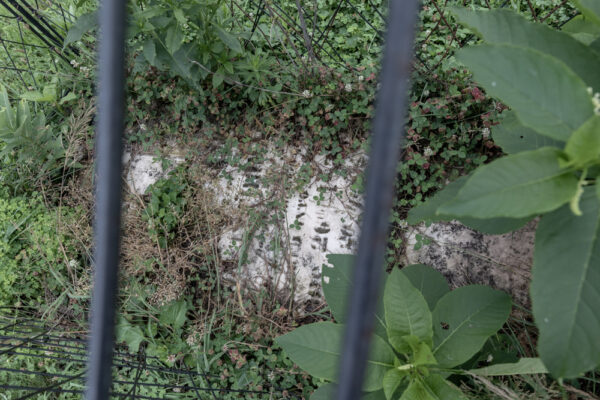 A closer look at the over grown tombstone of Asenath Campbell Thomas in the Hooded Grave Cemetery in Catawissa Pennsylvania