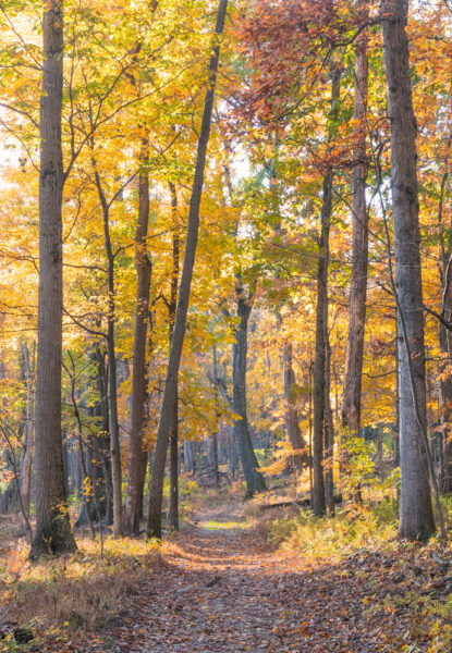 The Appalachian Trail running through Michaux State Forest in the autumn.