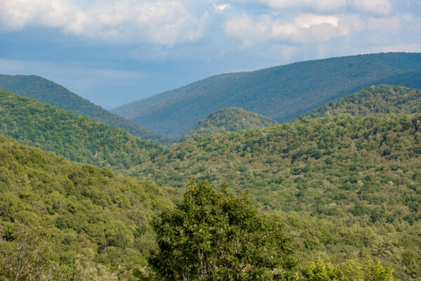 Forested hillsides as seen from Chocolate Drop Vista in Bald Eagle State Forest in PA