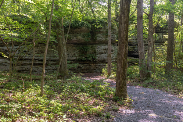 Trail leading to Panther Rocks in Moshannon State Forest near Clearfield PA