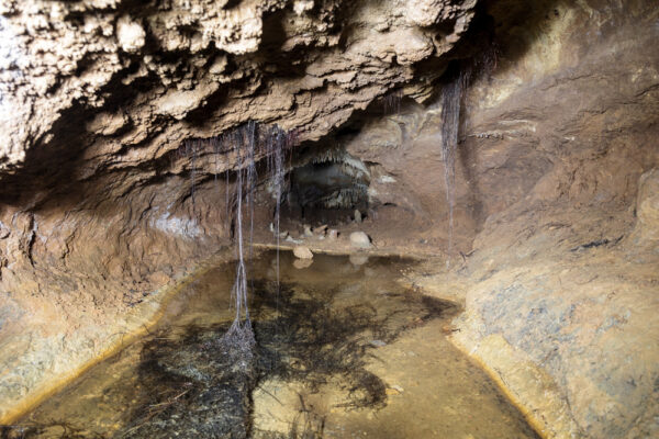 Tree roots reaching a small pool of water in Black-Coffey Caverns in Williamson Pennsylvania