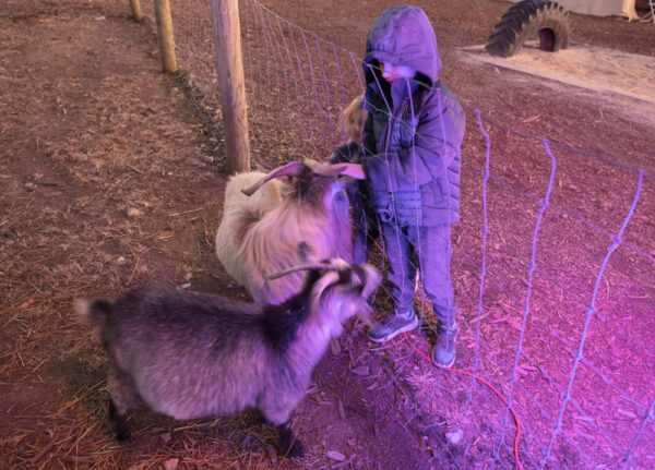 Child petting goats during Trail of Lights at Country Creek Produce Farm in Franklin County Pennsylvania