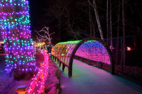 A colorful light tunnel at Elmwood Park Zoo's Wild Lights near Philadelphia PA