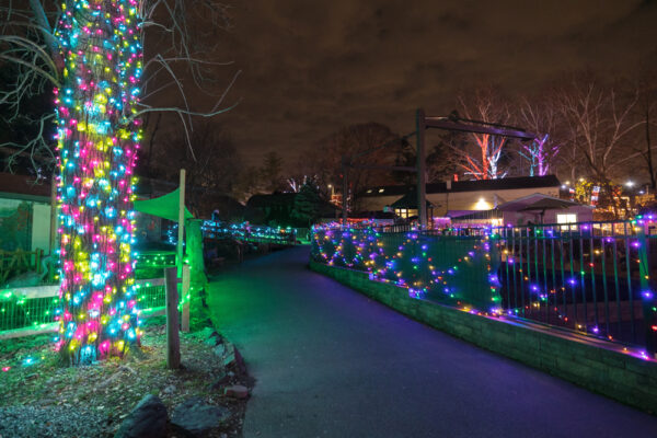 Lights on a fence and tree during Wild Lights at Elmwood Park Zoo in Norristown PA