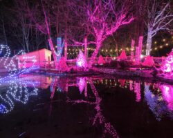 Experiencing the Festive Wild Lights at Elmwood Park Zoo