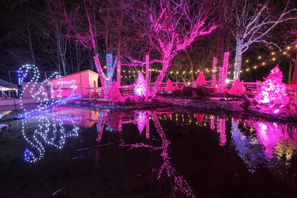 Pink lights reflect in a lake a Wild Lights at Elmwood Park Zoo in Norristown PA