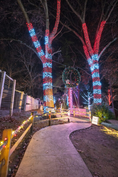 Trees wrapped with lights during Wild Lights at Elmwood Park Zoo in Montgomery County PA