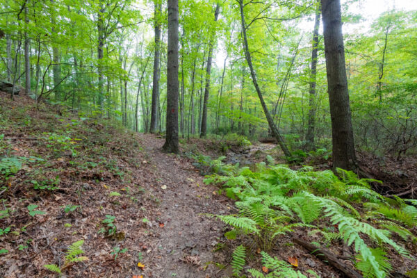 Railroad Arch Trail passing through Buchahan State Forest in Fulton County PA