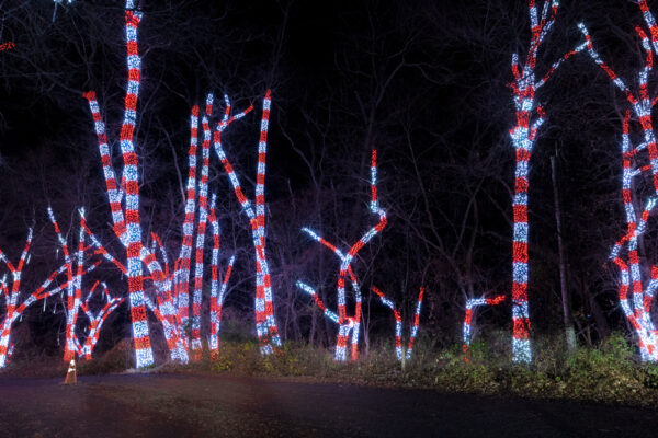 Candy Cane Trees at the Holiday Light Show at Shady Brook Farms in Yardley PA