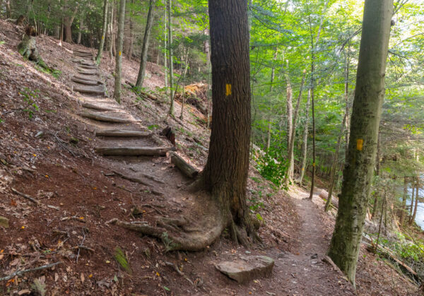 Trail split on the Hemlock Trail in Laurel Hill State Park in the Laurel Highlands