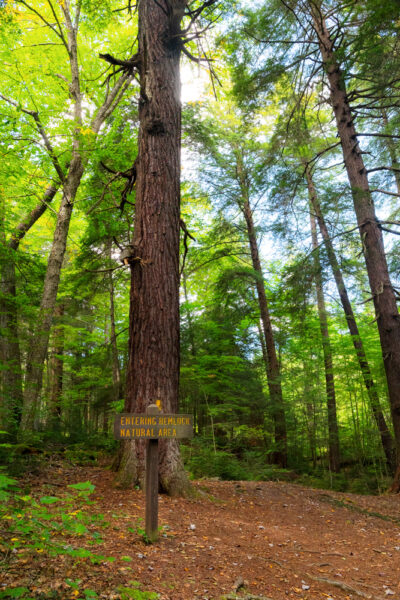 Wooden sign in front of a giant tree in the Hemlock Trail Natural Area in Laurel Hill State Park