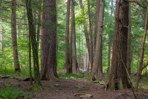 Giant hemlock trees in Laurel Hill State Park in Pennsylvania