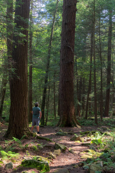 Man standing next to a massive hemlock tree in the Hemlock Trail Natural Area in PA