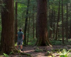 Hiking the Hemlock Trail in Laurel Hill State Park to See Its Massive Trees