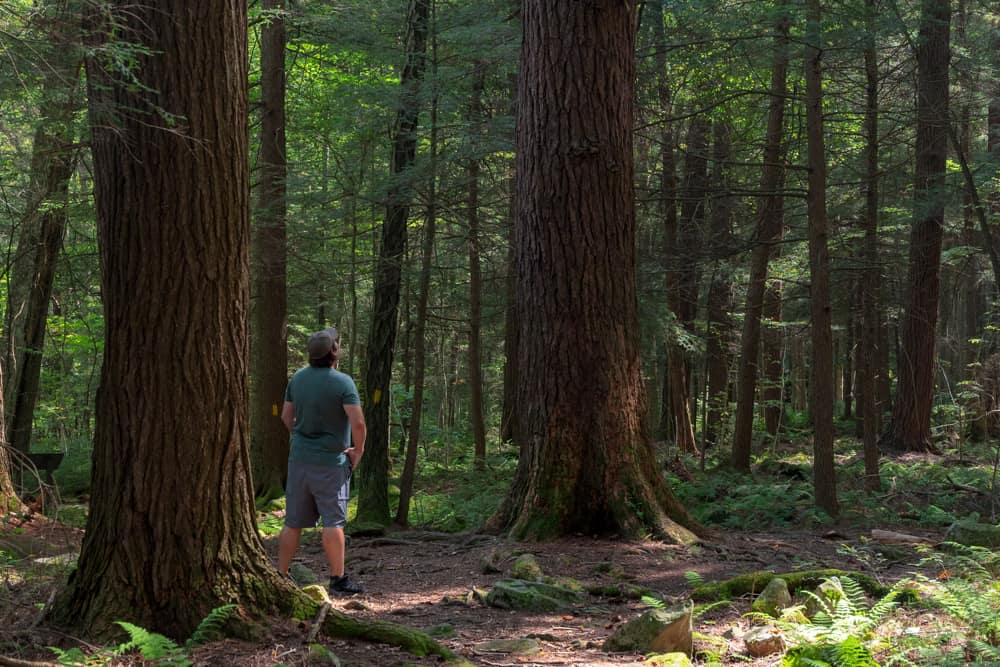 Man staring up at a tree on the Hemlock Trail in Laurel Hill State Park in PA