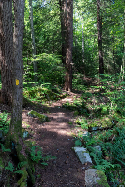 Hemlock Trail winding its way through the forests of Laurel Hill State Park in the Laurel Highlands